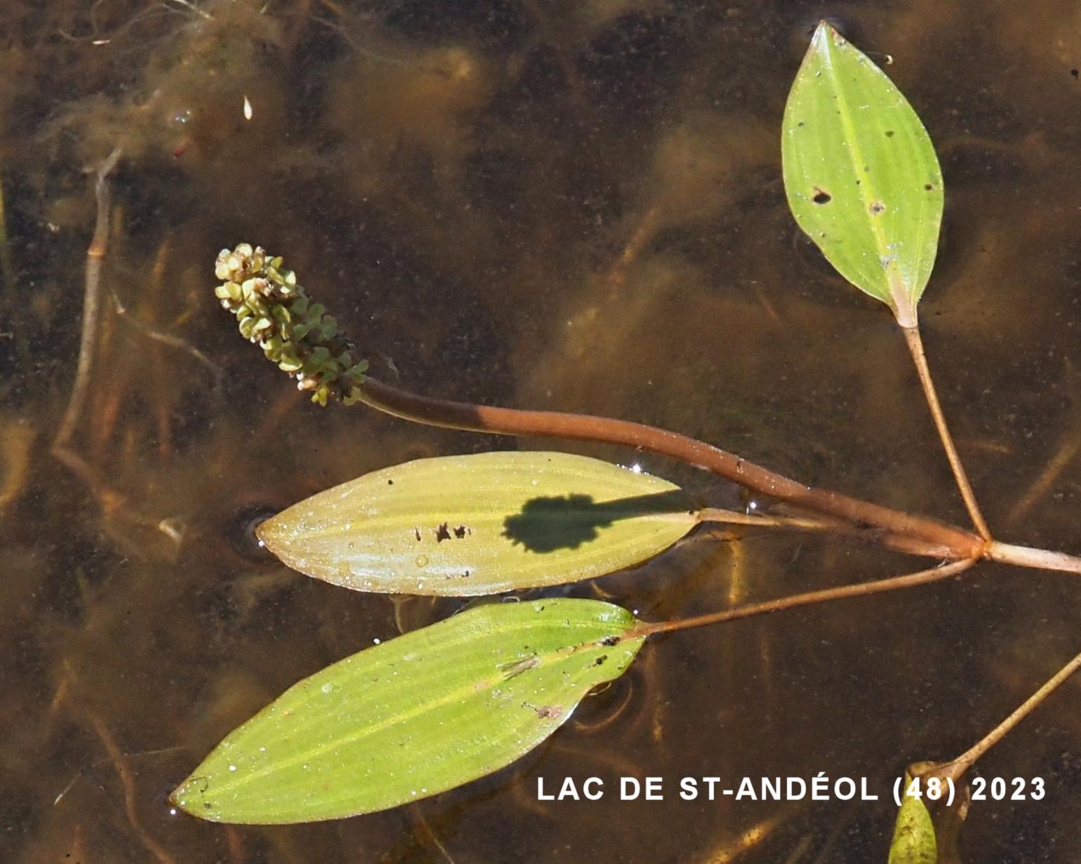 Pondweed, Loddon